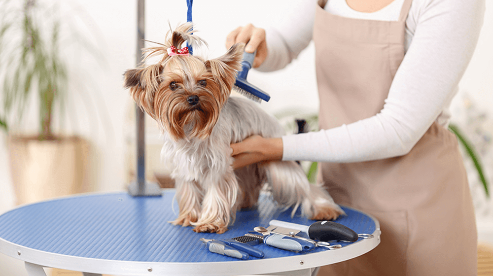 Dog Trimmer for Grooming